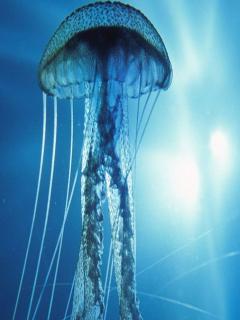 Jellyfish from Esato