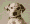 Doggy