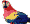 Parrot