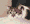 Cute cat