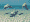 dolphins