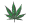 Cannabis