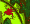 Red frog