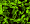 Virus