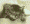 Cat sleeping