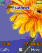 Gerbera flower